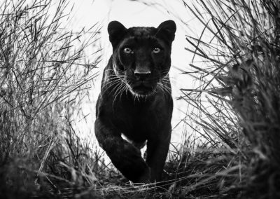 David Yarrow - Black Panther