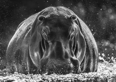 David Yarrow - Dexter