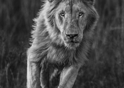 David Yarrow - Thor